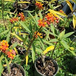 native and tropical milkweed plants 1 gal $4 ea, $2 and $3 available also