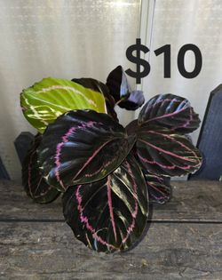 Calathea