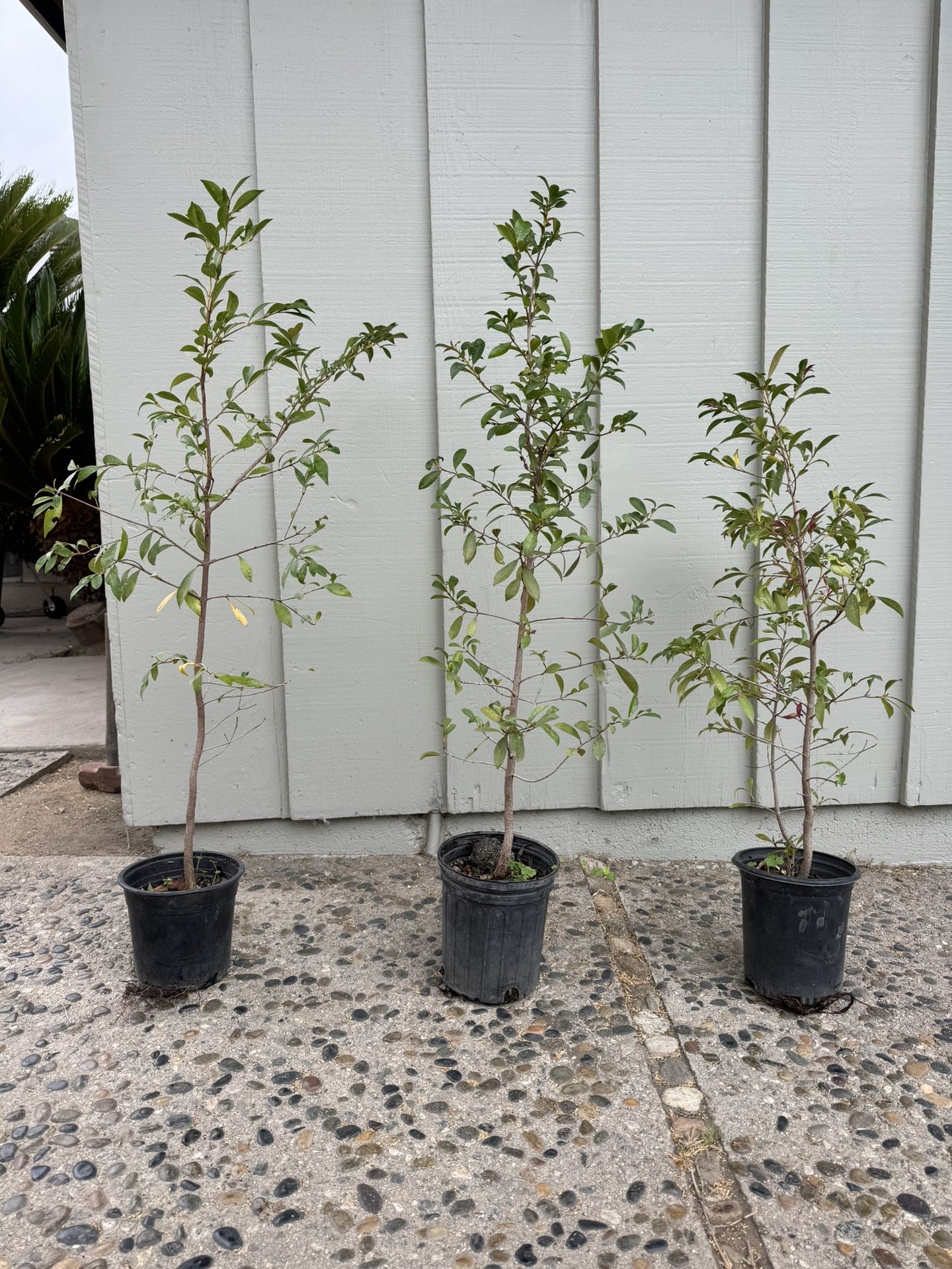 Gardenia Plants