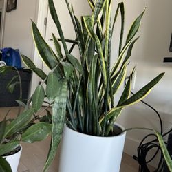 Snake Plant 