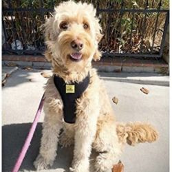 Dog Harness No Pull & No Choke Adjustable Pet Vest Harness for Dogs Reflective Adjustable Breathable Front Clip Pet Harness XL