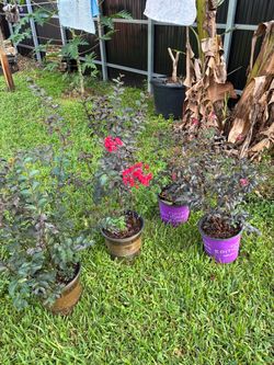Crepe Myrtle