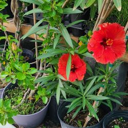 Tulipanes De Arbolitos 3 Gallones