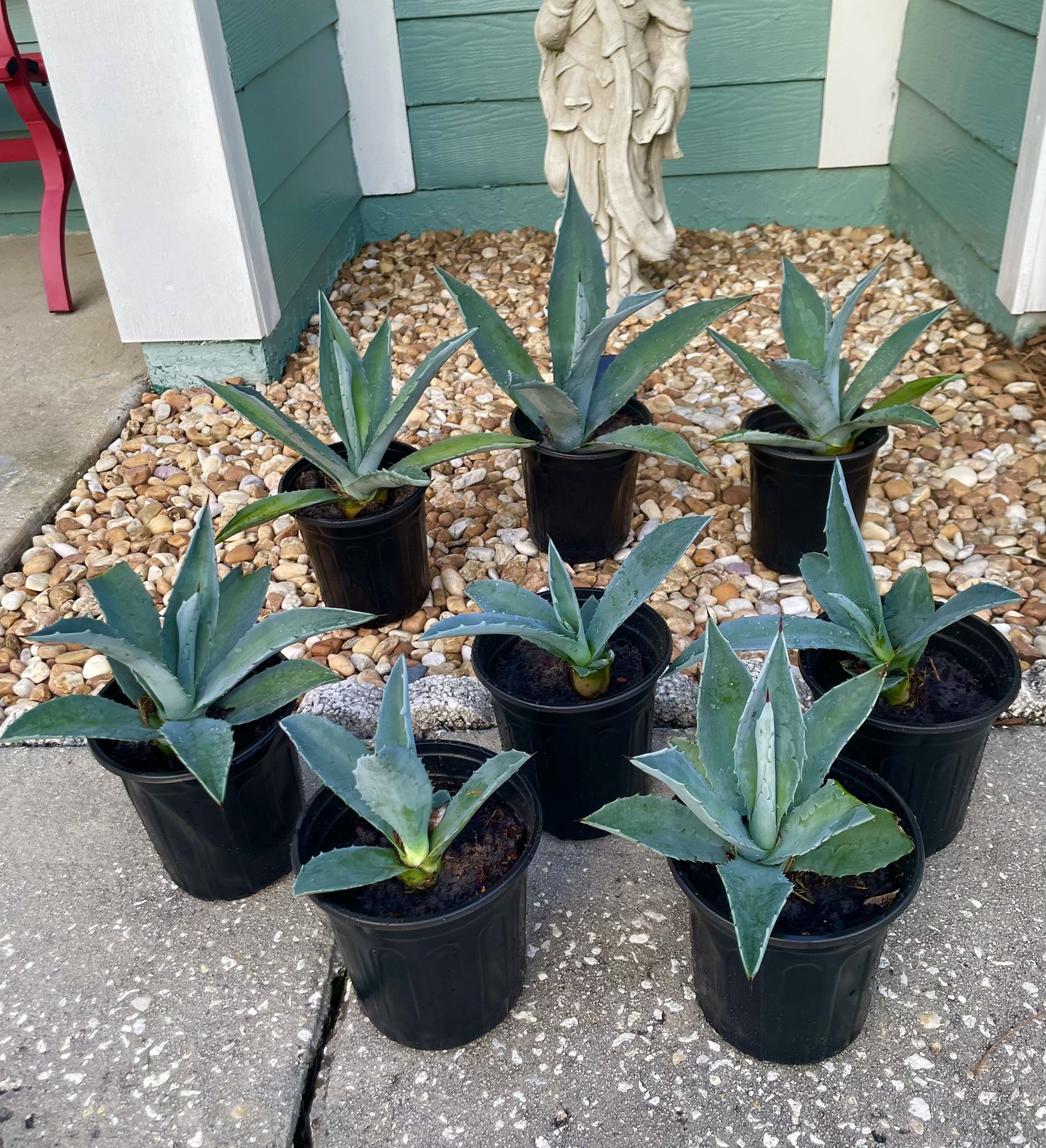 Blue Agave 1 Gallon- Beautiful & Fast Growing $15 Each Or 3 For $40