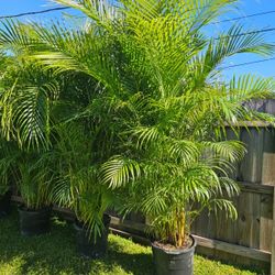 Huge Arecas Over 7 feet tall  Instant privacy hedge for fence