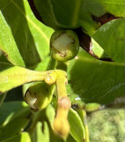 Cherry Guavas