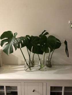 Monstera Cuttings 