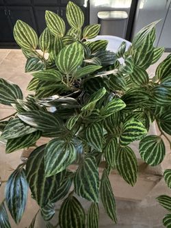 Faux Potted Plants 4.5 Inches Round