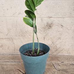 Zz Plant 