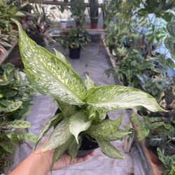 6” Dieffenbachia Tikki