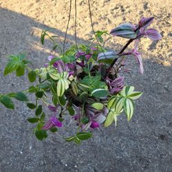 Nanouk And Green Cream Wandering Plant 6" Pot 