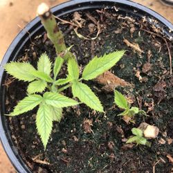 2 Red Raspberry plants ready to plant 