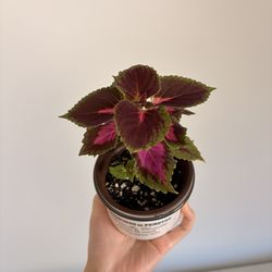 4 inches coleus