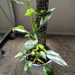 Philodendron With Moss Pole Plant 