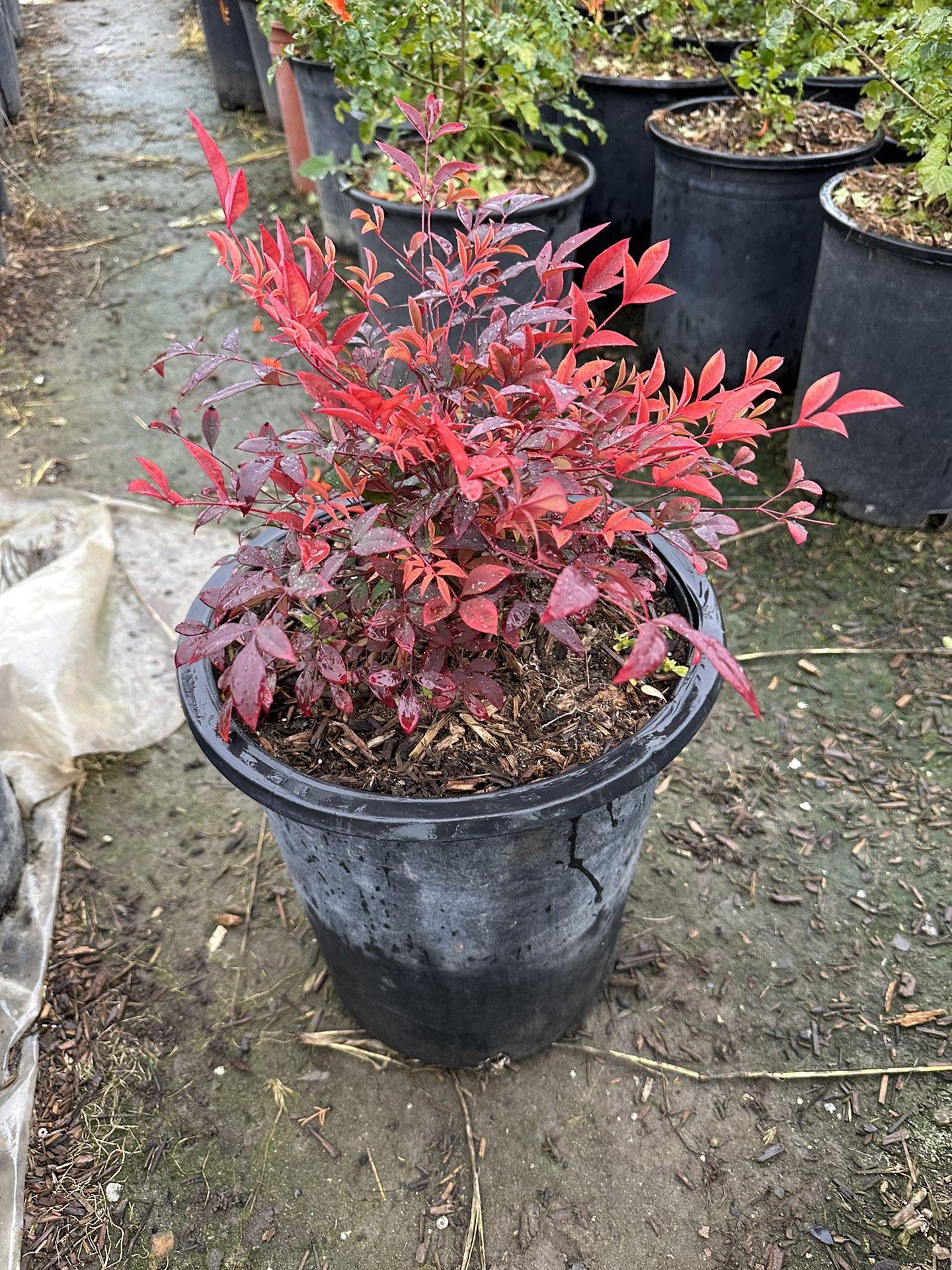 Nandina Gulf Stream