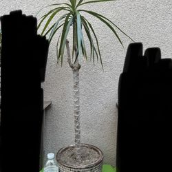 Dracaena Marginata Plant