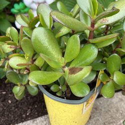 Jade Tree 