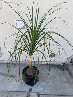 Beaucarnea Recurvata, Elephant Foot Palm Live Plant , In 3 Gallóns Pot Pick Up Only