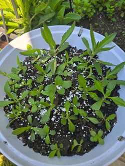 Kalanchoe or Mala Madre