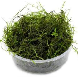 Java moss for all Freshwater Shrimp&Fish  Aquariums 