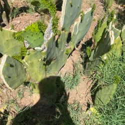 Nopales Tiernitos O Plantas De Nopal