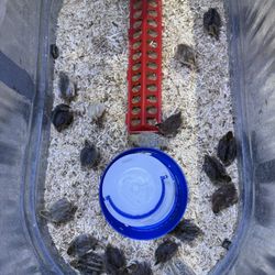 Coturnix Quail Chick Brooder 