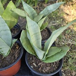 Moonshine Snake Plants 