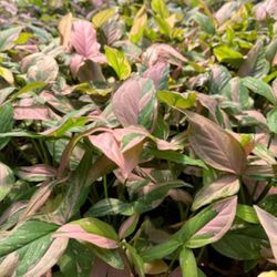 Falling Arrow Splash Pink Syngonium Plants With a Pole