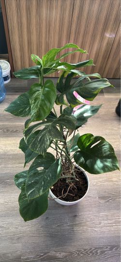 Established Monstera Albo
