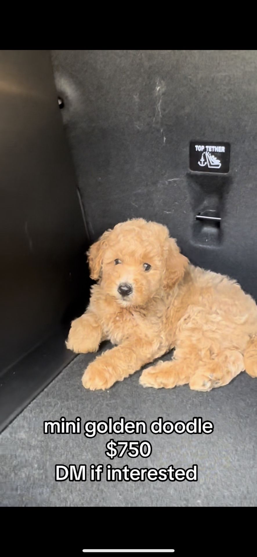 mini golden doodle
