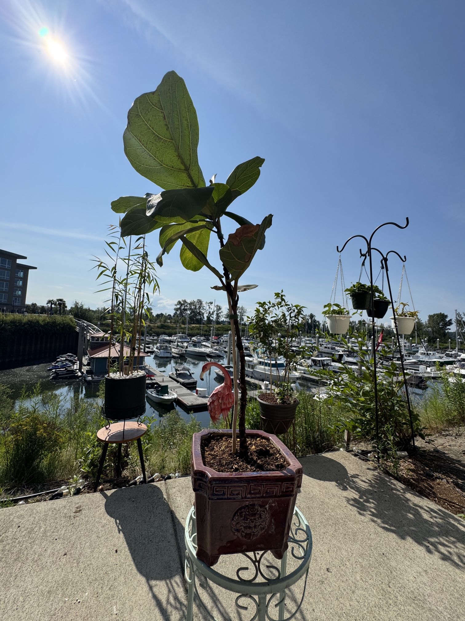 Fiddle-leaf fig Tree