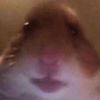 Chris