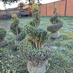 Green Mountain Topiary 2’-2.5’ (24”-30”)., Cone, Spiral, And Stacked Poms