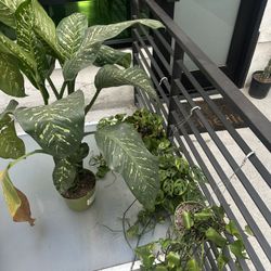 Bundle Of 4 Plants 