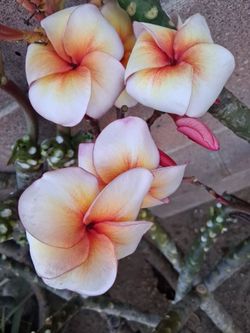 Rare plumeria clipping