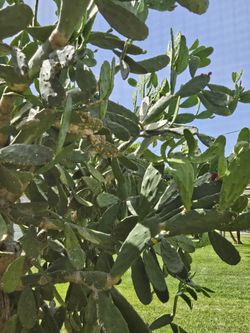 Cactus Leaves 3 For  $1 