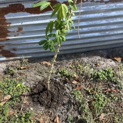 Cassava Plants