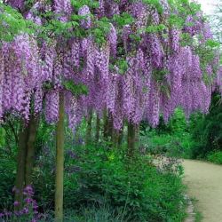 Wisteria Trees
