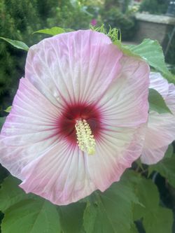 Hibiscus Pink Perennial