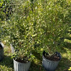 Simpson Stopper Plants