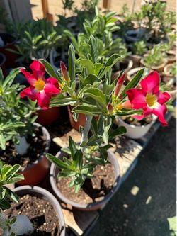 Desert Roses