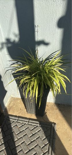 Spider Plant in Wicker Planter