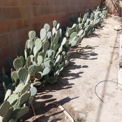 I Pruned My Prickly Pears'Take Over 100 Lbs Of Nopales For $25