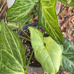 Arrowhead Plant