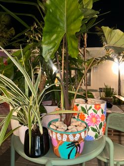 Plants in Hand-Painted Pots