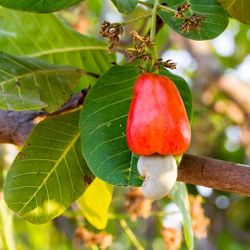 Cashew Airlayered  Trees  🌳 7gal Arboles  De Marañon  Injertados  7gal