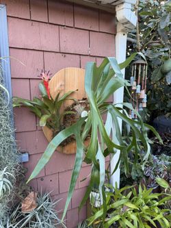 Flowering Bromeliad/ Staghorn Combination