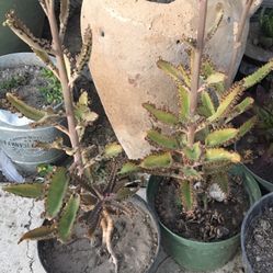 Potted Plants $5 Each