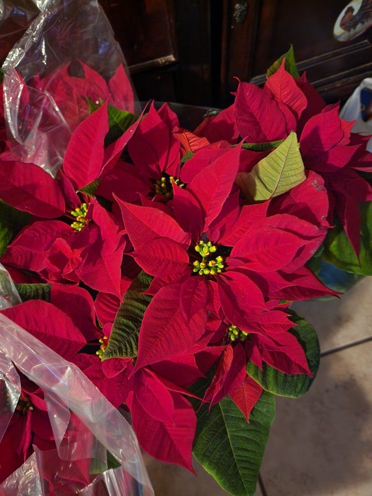 poinsettia