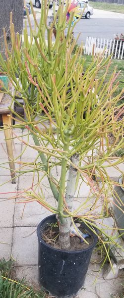 Pencil Tree